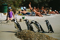 Black footed / Jackass penguins on beach {Speniscus demersus} Boulders Beach, South Africa