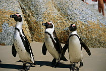 Black footed / Jackass penguins on beach {Speniscus demersus} Boulders Beach, South Africa