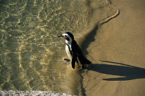 Black footed / Jackass penguin entering sea {Speniscus demersus} Boulders Beach, South Africa
