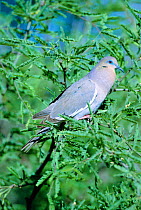 White winged dove cooing {Zenaida asiatica} Arizona, USA Santa Rita mountains