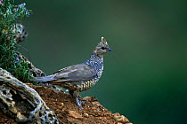 Scaled quail {Callipepla squamata} Arizona, USA