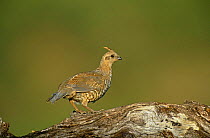 Scaled quail (Callipepla squamata) Sante Rita Mountains, Arizona, USA