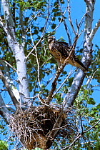 Swainson's hawk juvenile near nest {Buteo swainsonii} Arizona, USA Chiricahua mountains