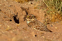 Burrowing owl at nest burrow {Athene cunicularia} Tucson, Arizona, USA