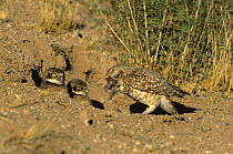 Burrowing owl {Athene cunicularia} parent feeding chicks at entrance to nest burrow, Tucson, Arizona, USA