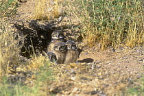 Burrowing owl {Athena cunicularia} four chicks at entrance to nest burrow, Tucson, Arizona, USA