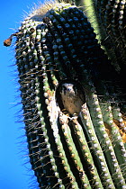 American kestrel {Falco sparverius} juvenile at nest in Saguaro cactus, Arizona, USA