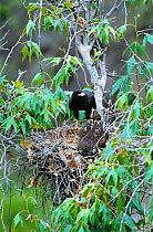 Common black hawk + juvenile on nest {Buteogallus anthracinus} Arizona, USA Aravaipa canyon