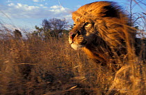 Male Lion running through grass {Panthera leo} Masai Mara, Kenya