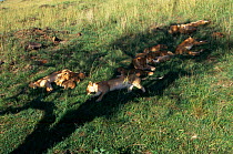 Pride of Lions asleep in shade of tree {Panthera leo} Masai Mara, Kenya