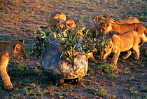 Lion cubs investigate Bouldercam remote control camera, Masai Mara, Kenya. Filming for 'Lions: Spy in the Den' a John Downer production for BBV tv. 2000