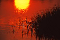 Sunrise reflected in lake, Sunken Meadow State Park, Long Island, New York, USA