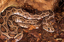 Russell's viper {Vipera russelli} Captive, from Sri Lanka