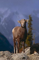 Bighorn sheep lamb portrait {Ovis canadensis} Rocky Mountains, Jasper NP, Alberta, Canada