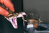 Extracting venom from Puff adder {Bitis arietans} at  Liverpool school of tropical medicine, UK