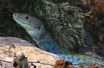 Ocellated (eyed) lizard {Lacerta lepida} captive, native to Spain