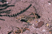 Sand lizard {Lacerta agilis} female laying eggs in burrow, Purbeck, Dorset, UK