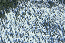 Aerial view of taiga Spruce forest in snow, Goose Bay, Labrador, Newfoundland, Canada