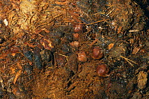 Woodrat faecal pellets + Juniper seeds preserved from late Pleistocene period AZ, USA found in preserved Woodrat midden {Neotoma sp}