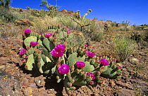 Beaver tail cactus in flower {Opuntia basilaris} Arizona, USA