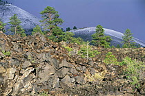 Pine trees growing on old lava beds, Sunset Crater Volcano NM, volcano in background, Arizona, USA