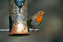 Robin on bird feeder {Erithacus rubecula} Bristol, UK