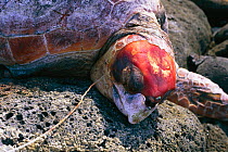 Dead Loggerhead turtle {Caretta caretta} caught on fishing line and washed up on shore. Lanzarote, Canary Islands