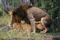 Lions mating, male gripping female on neck {Panthera leo} Africa.  Lions perform sexual marathon that might involve 300 copulations