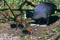Coot feeding chicks {Fulica atra} Gloucestershire, UK