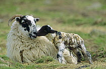 Scottish black-faced sheep {Ovis aries} with new born lamb, Deeside, Scotland, UK