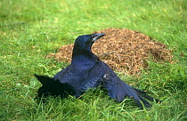 Rook (Corvus frugilegus) deliberately subjects itself to an ant attack to be groomed, behaviour called 'anting', UK