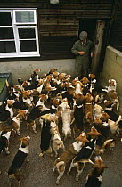 Wiltshire Infantry Beagle pack {Canis familiaris} Wiltshire, UK