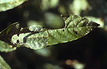 Malaysian leaf stick insect uses body to cover the hole it has eaten away (Phasmids)
