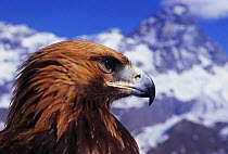 Golden eagle head portrait {Aquila chrysaetos} powerful hook bill, Switzerland
