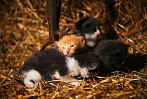 Kittens with mouse - if reared together they can co-exist peacefully