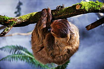 Three toed sloth hanging upside down from tree {Bradypus} native to South America