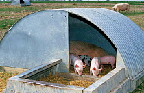 Domestic piglets in open pig sty {Sus scrofa domestica} Wiltshire, UK. Free range