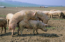 Large white hybrid domestic pigs {Sus scrofa domestica} mating, Wiltshire, UK