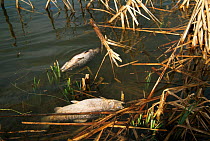 Dead river trout floating at surface of polluted lake {Salmo trutta} Wiltshire, UK