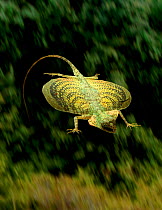 Blandford's flying lizard {Draco blanfordii} with outstretched wings in flight - elongated ribs act as struts. Captive, (Resolution restriction due to Image digitised from film for 'Weird Nature' BBC...