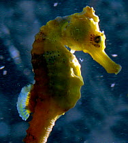 Seahorse's bony skin plates prevent it swimmming like a fish. Instead it moves by beating its back fin 20-30 times per second. (Resolution restriction due to image digitised from film - 'Weird Nature'...
