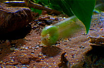 Mother of pearl caterpillar (Pleurotya ruralis) escapes predators by forming the shape of a wheel and rolling away at speed. (Resolution restriction due to image digitised from film - 'Weird Nature' B...