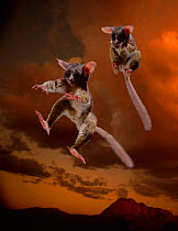 Multiflash image of Lesser bushbaby jumping - tendons absorb shock of impact & convert to energy for next jump. Difficult for predators to catch. (Resolution restriction due to image digitised from fi...