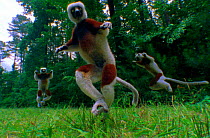 Coquerel's sifaka lemurs pogo across the for (Resolution restriction - image digitised from film, 'Weird Nature' tv series)