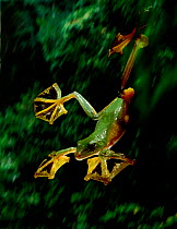 Wallace's gliding frog's extensive foot webbing allows it to glide long distances (Resolution restriction - image digitised from film, 'Weird Nature' tv series)