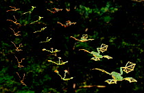 Multiple exposure study of various frogs shows that those with more foot webbing glide further (Resolution restriction - image digitised from film, 'Weird Nature' tv series)