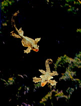 Kuhl's gecko flying - every edge of body expanded into membrane that acts as a wing as it glides (Resolution restriction - image digitised from film, 'Weird Nature' tv series)
