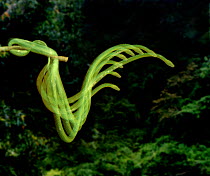 Multiple exposure of flying Paradise tree snake showing how it forms a loop for maximum thrust as it lauches itself into air (Resolution restriction - image digitised from film, 'Weird Nature' tv seri...