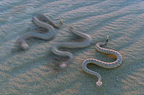 Sidewinder rattlesnake corkscrews along sand, wave of contact points passes along body (Resolution restriction - image digitised from film, 'Weird Nature' tv series)