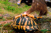 Eagle cannot open a tortoise's shell so it has to pick it up in talons and drop it on stones to break open (Resolution restriction - image digitised from film, 'Weird Nature' tv series)
